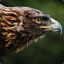 Golden Eagle