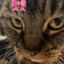 andro (meow)