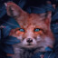 Lil_Fox