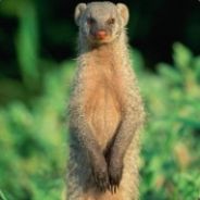 mungo - steam id 76561197971026882