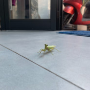 Một mình chống Mafia