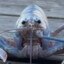 rock lobsta