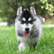 雪橇三傻饲养员