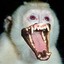 Albino Chimp