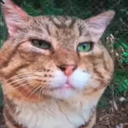 Hollywood (Саня)