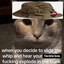 .meowdy