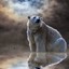 PolarBear.-