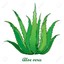 aloe vera