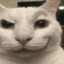canny cat
