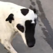 翻斗花园胡图图