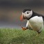 Puffin