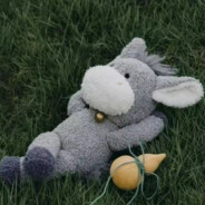 会喷火的杏鲍菇