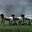 Human Centipede