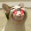 Cat (cant giv a fuq) #4