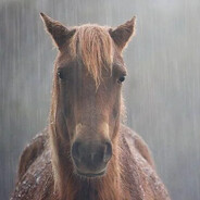 Evil and Intimidating Horse