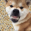 3JLOЙ_DOGE