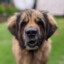 Leonberger