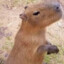 capybara