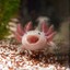 Sketchy Axolotl