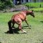 The Twerking Horse