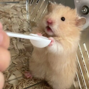 梯伯河上的面包