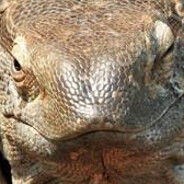 evil lizard thing