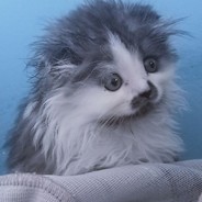 下北泽突破手山田凉