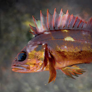 StumpyDumper