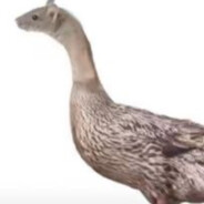 不是鼠头是鸭脖