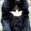 BatBear