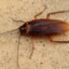 Cucaracha malevola