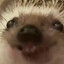 Sollen2k