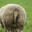 KubikSheep