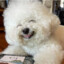 TheImmortalBichon