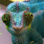 SirCamelion