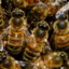 Wow! That&#039;s a lot of bees!