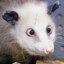 possum