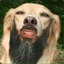 Bearded Doggo