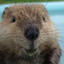 SpeakBeaver