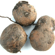 Smell My Spuds