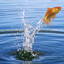 Fish_N'_Water