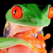 Frog2
