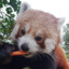 Red Pandas in a Trench Coat