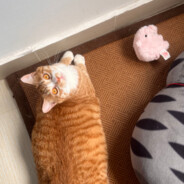 狗子哥请停止你的CF行为