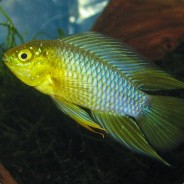 Apistogramma borellii