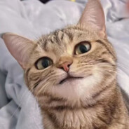 马家沟在逃圣骑士