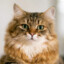 cat_Asvalt