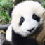 XIN