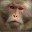 Rhesus