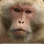 Rhesus